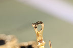 ¡®Glow¡¯CLOVER EARRINGS GOLD ONYX MOP 3 MOTIF